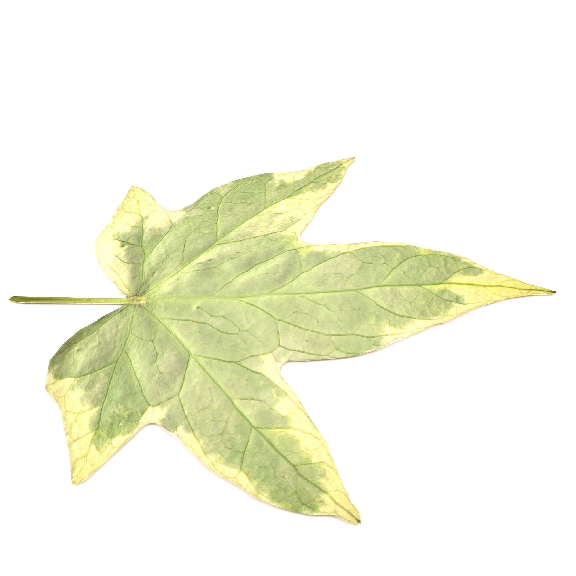 leaf 3d model maple 3D model_3