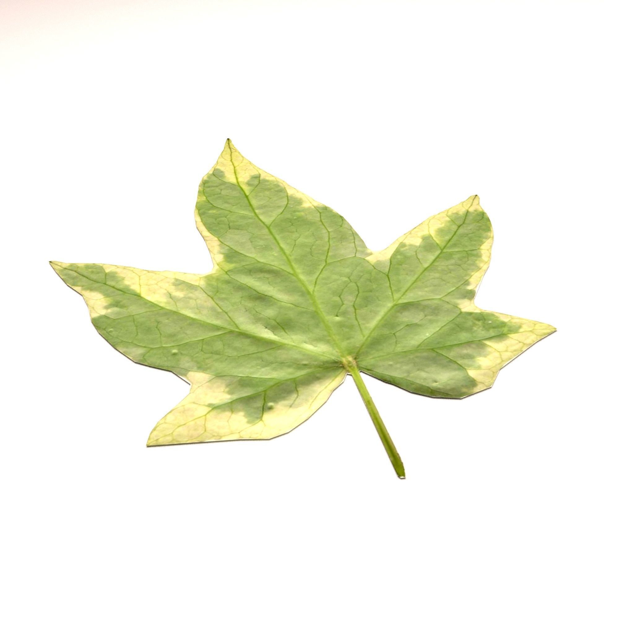 leaf 3d model maple 3D model_1
