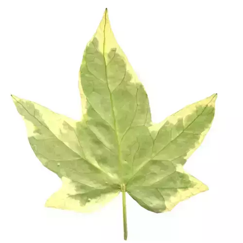 leaf 3d model maple