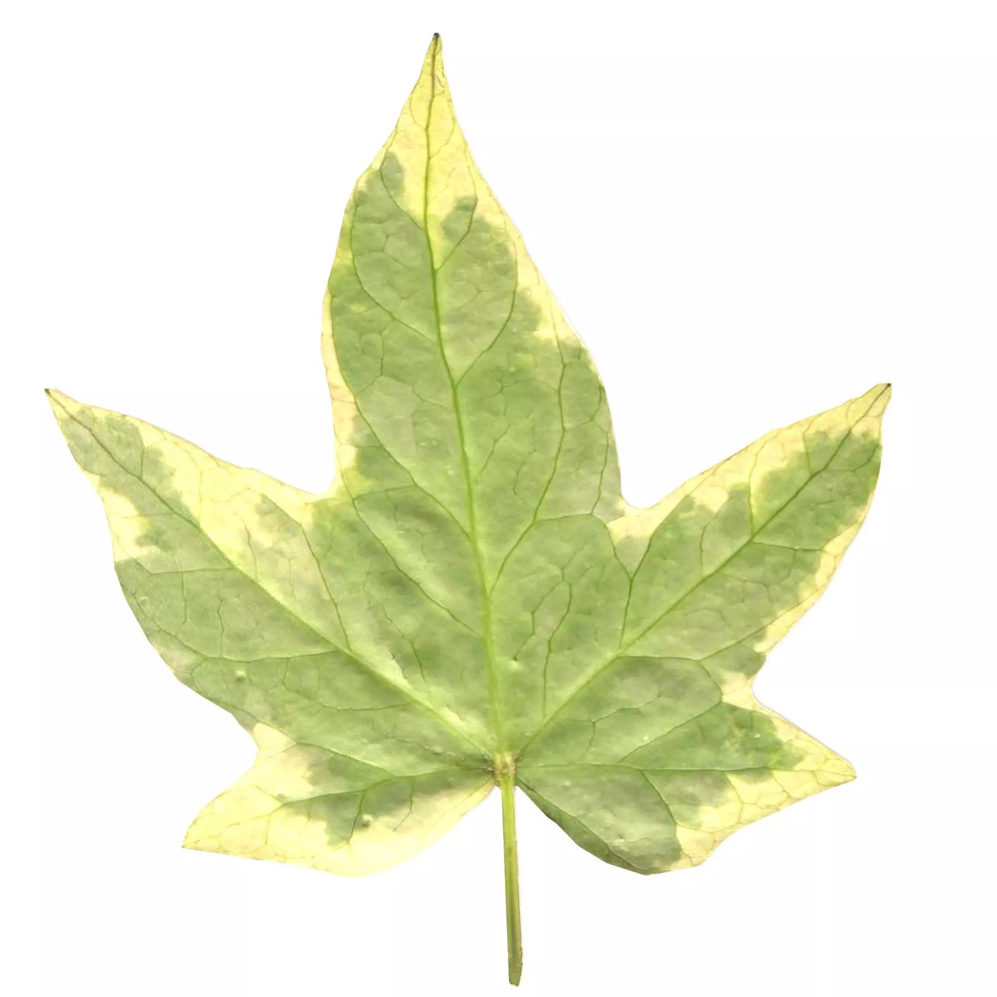 leaf 3d model maple 3D model_0