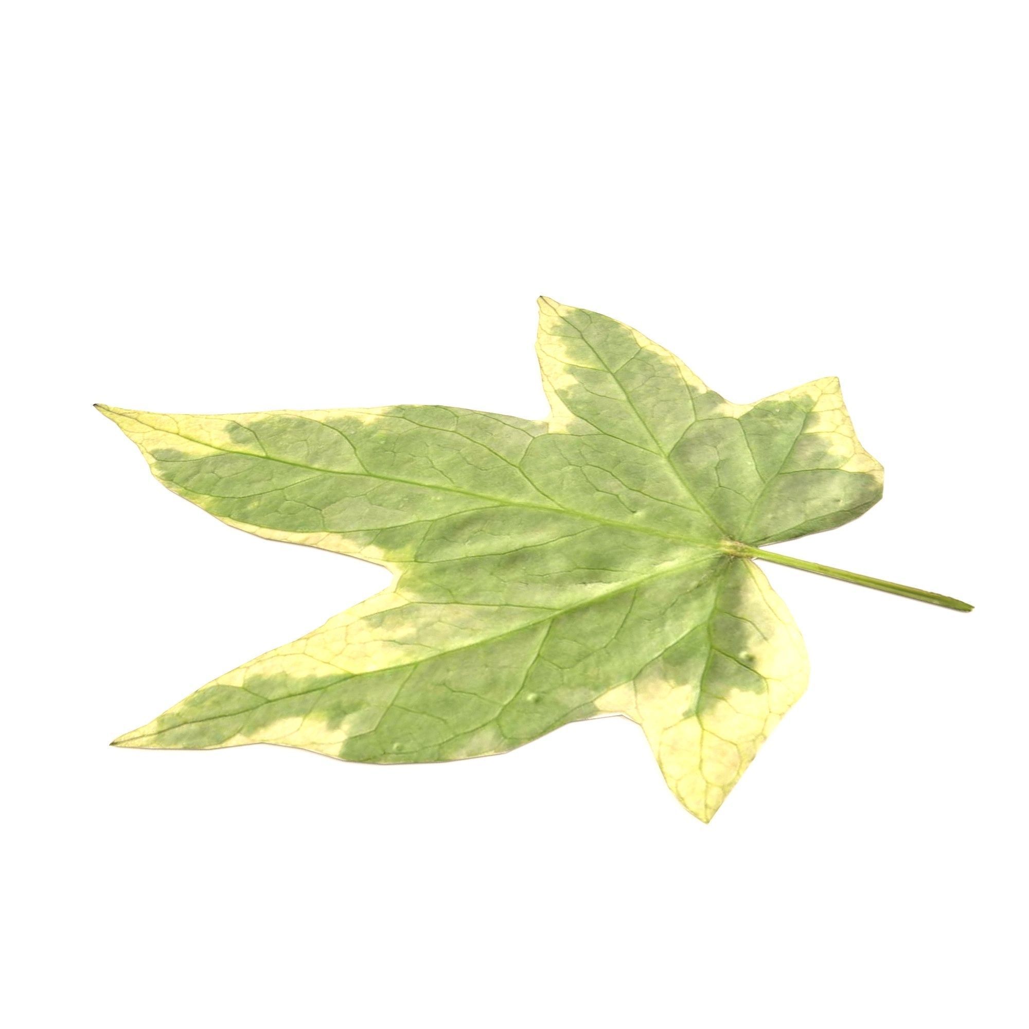 leaf 3d model maple 3D model_2