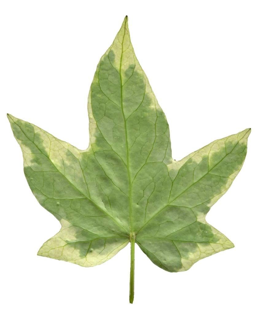 leaf 3d model maple 3D model_7