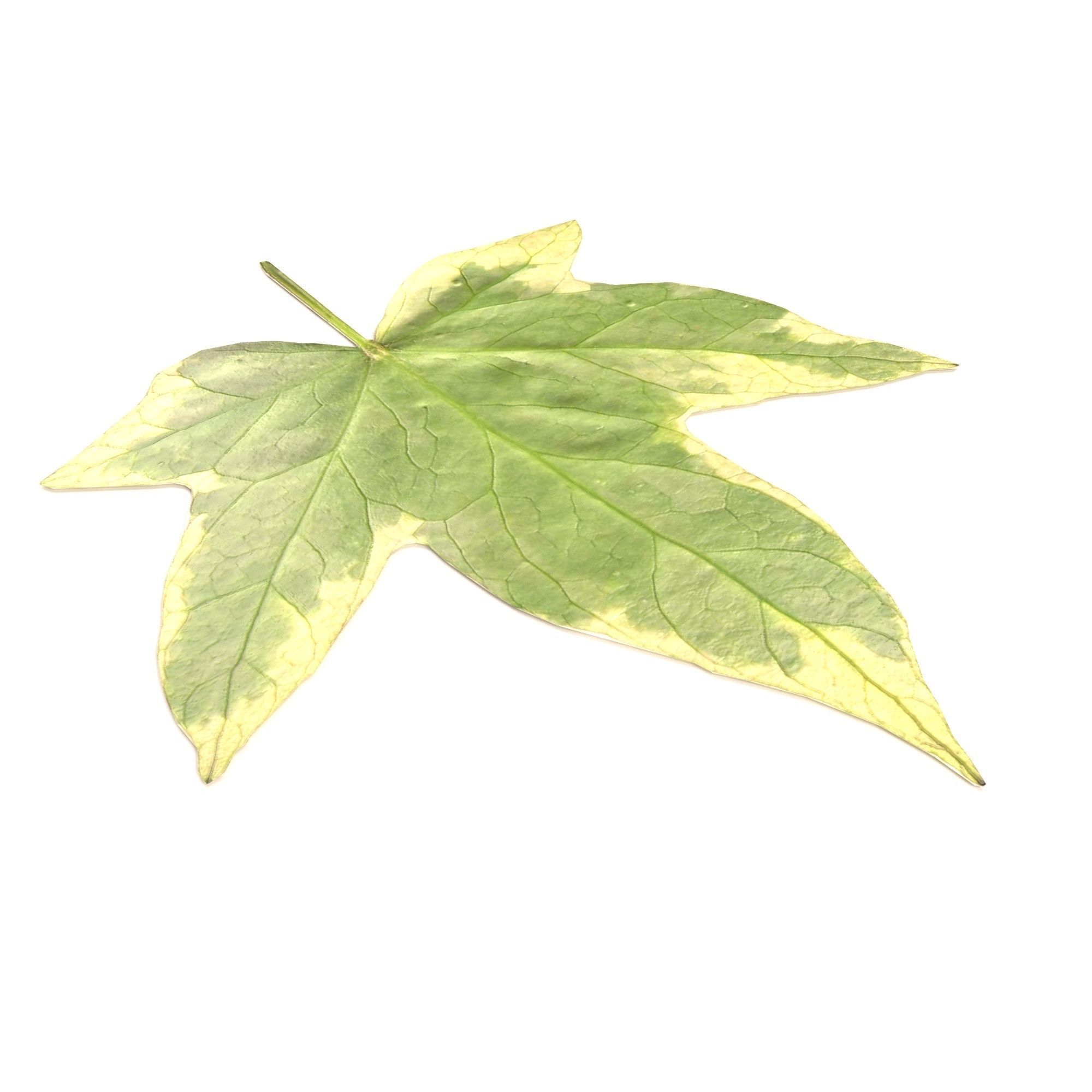 leaf 3d model maple 3D model_4