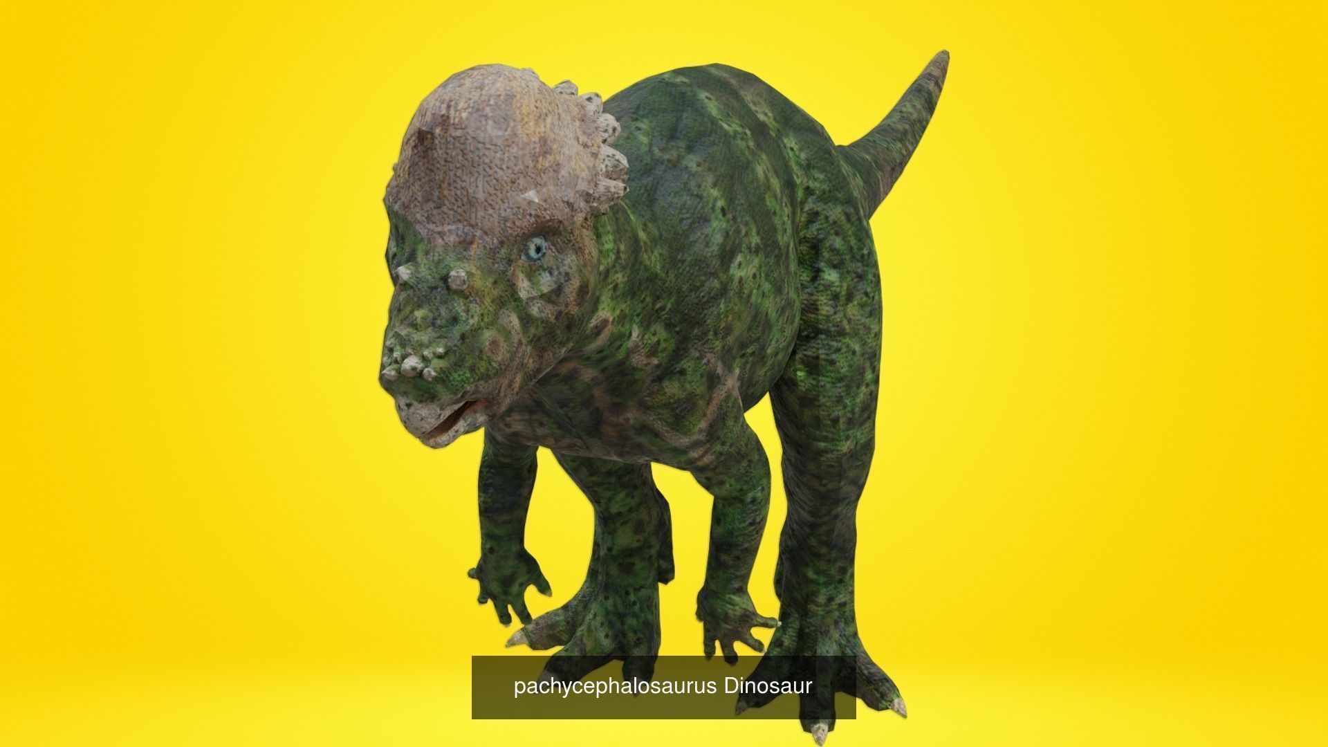 24 Dinosaur Models pack Low-Poly 3D model 3D Model Collection_22