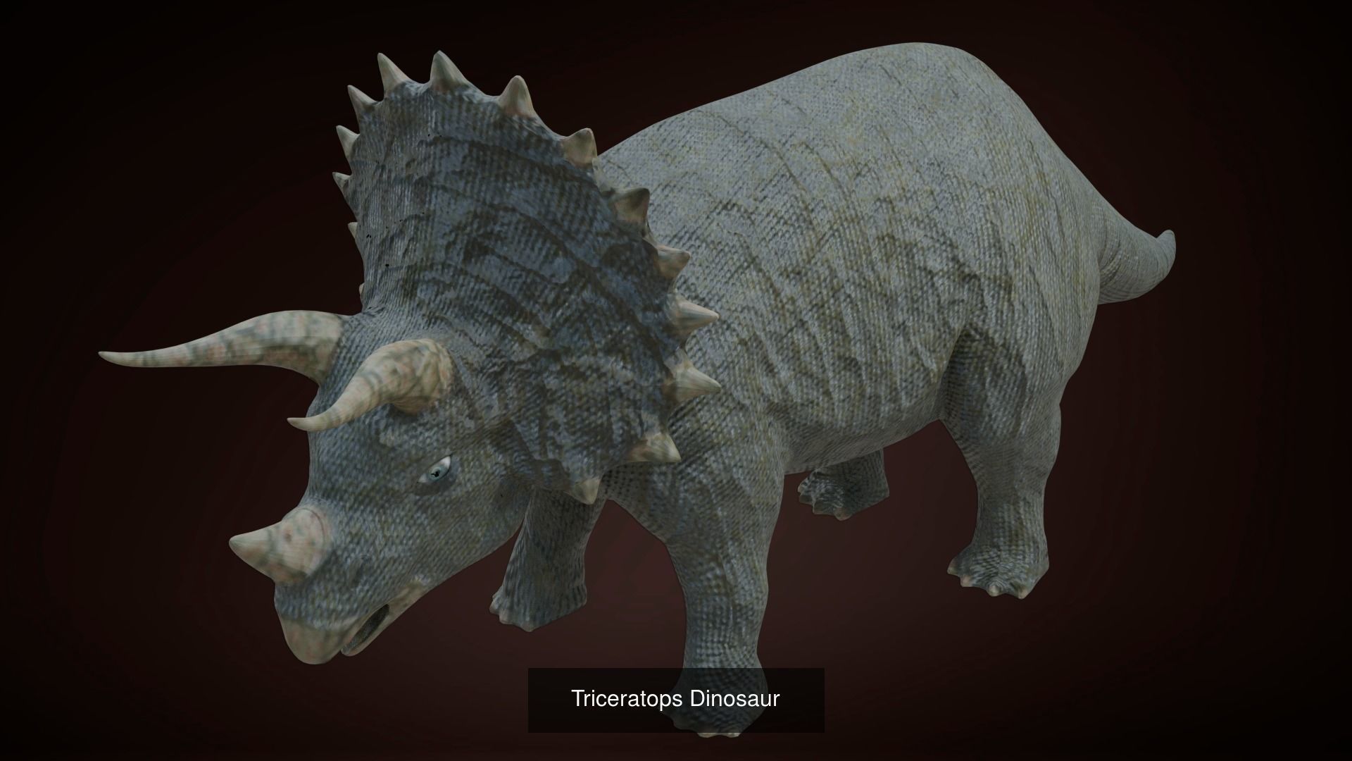 24 Dinosaur Models pack Low-Poly 3D model 3D Model Collection_6