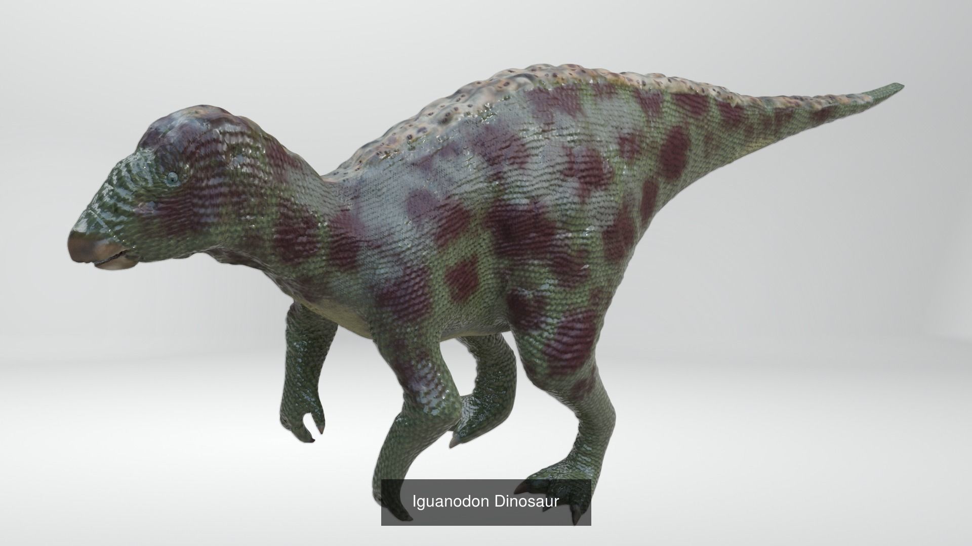 24 Dinosaur Models pack Low-Poly 3D model 3D Model Collection_20