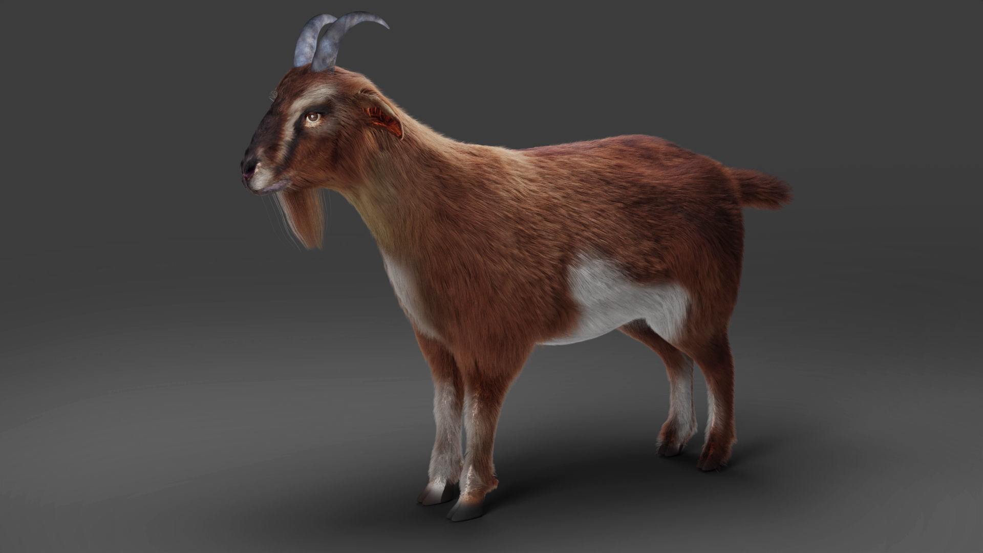 Fur Goat 04 Rigged and Animation Low-poly 3D model_5