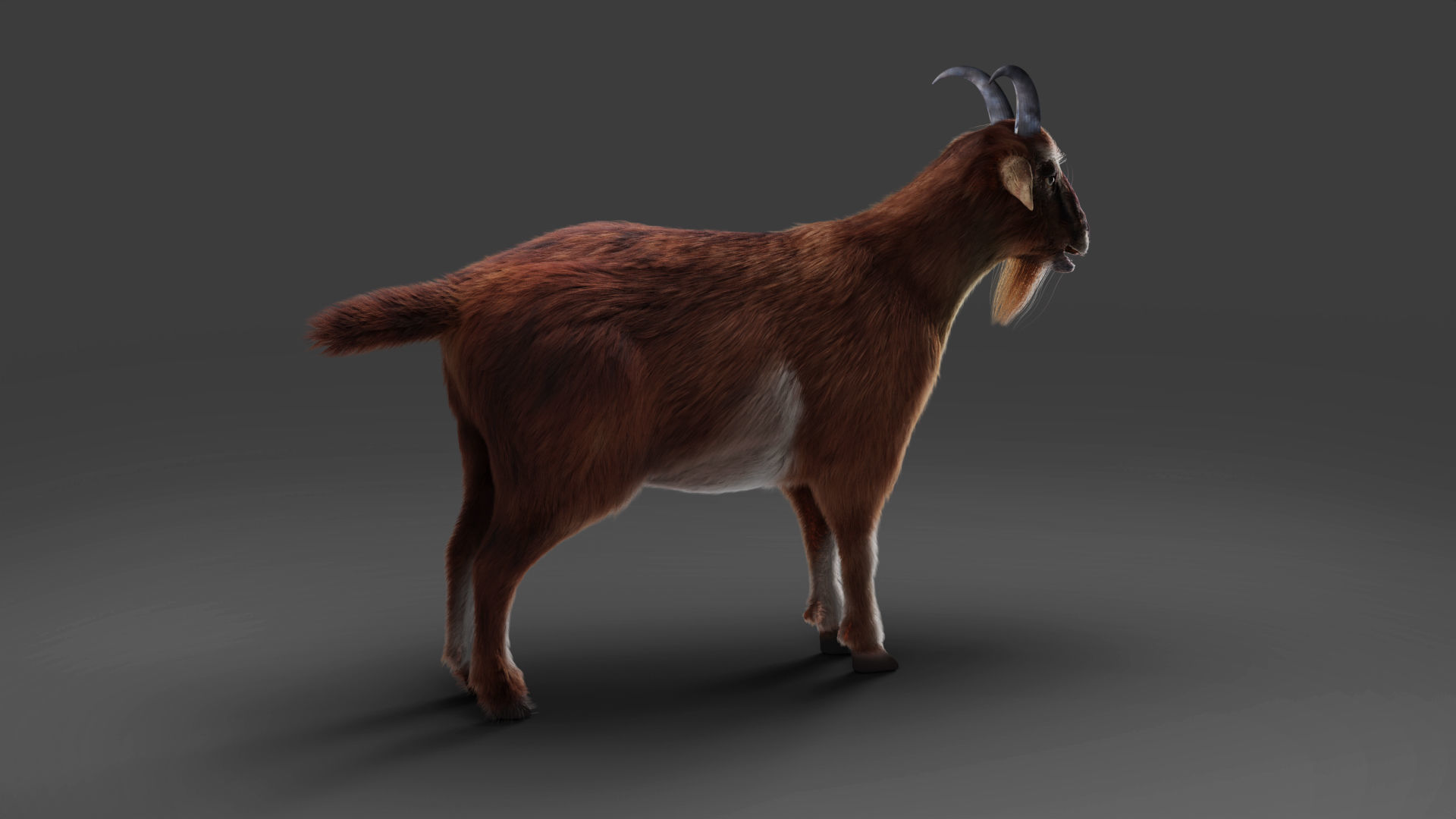 Fur Goat 04 Rigged and Animation Low-poly 3D model_9