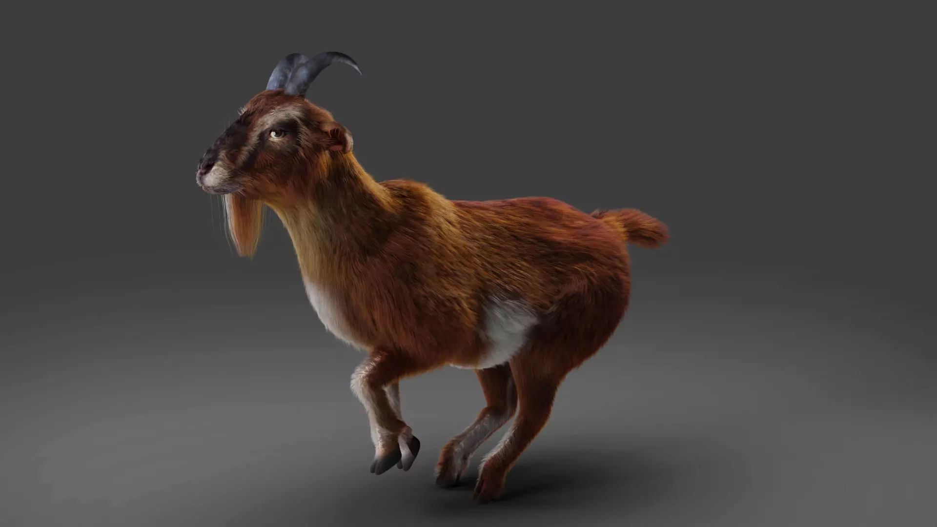 Fur Goat 04 Rigged and Animation Low-poly 3D model_0