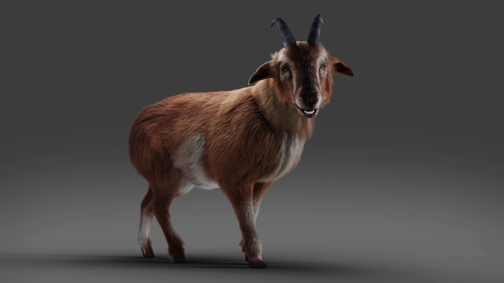 Fur Goat 04 Rigged and Animation Low-poly 3D model_7