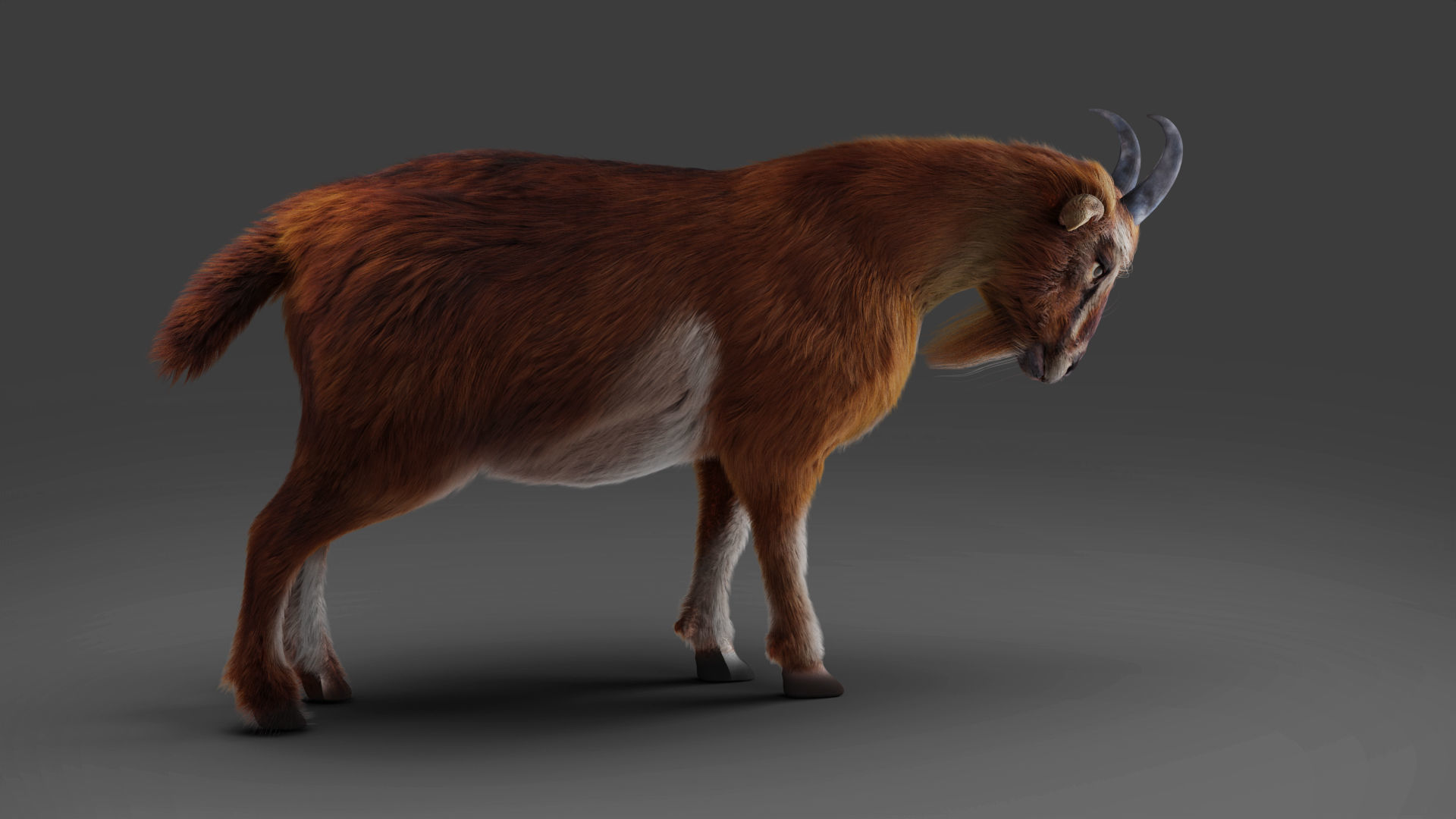 Fur Goat 04 Rigged and Animation Low-poly 3D model_3