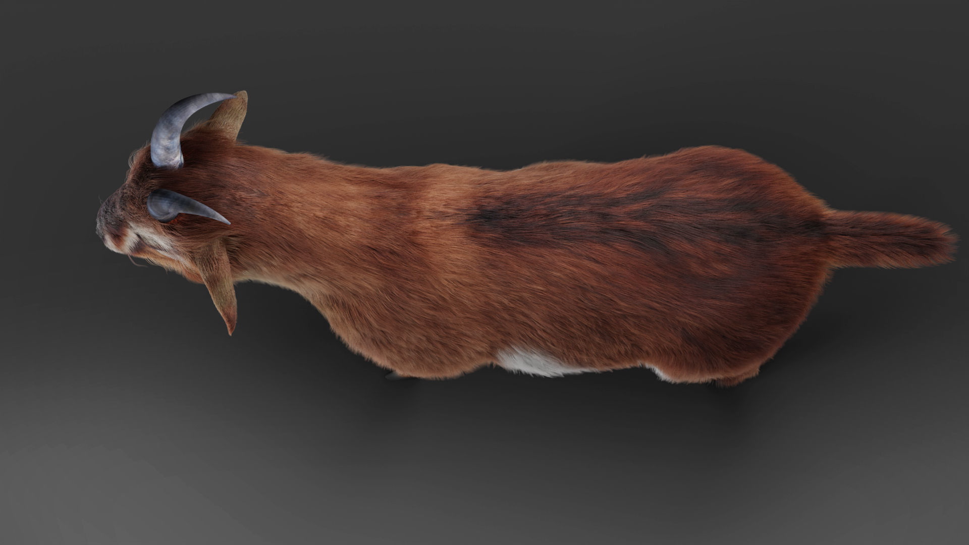 Fur Goat 04 Rigged and Animation Low-poly 3D model_10