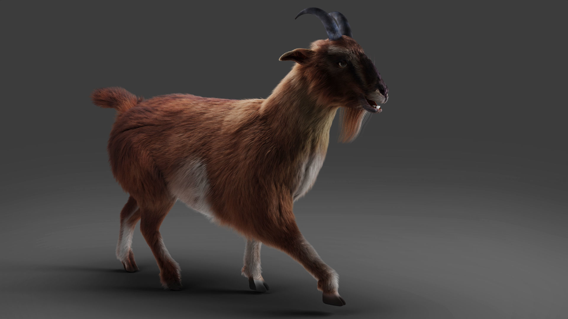 Fur Goat 04 Rigged and Animation Low-poly 3D model_8