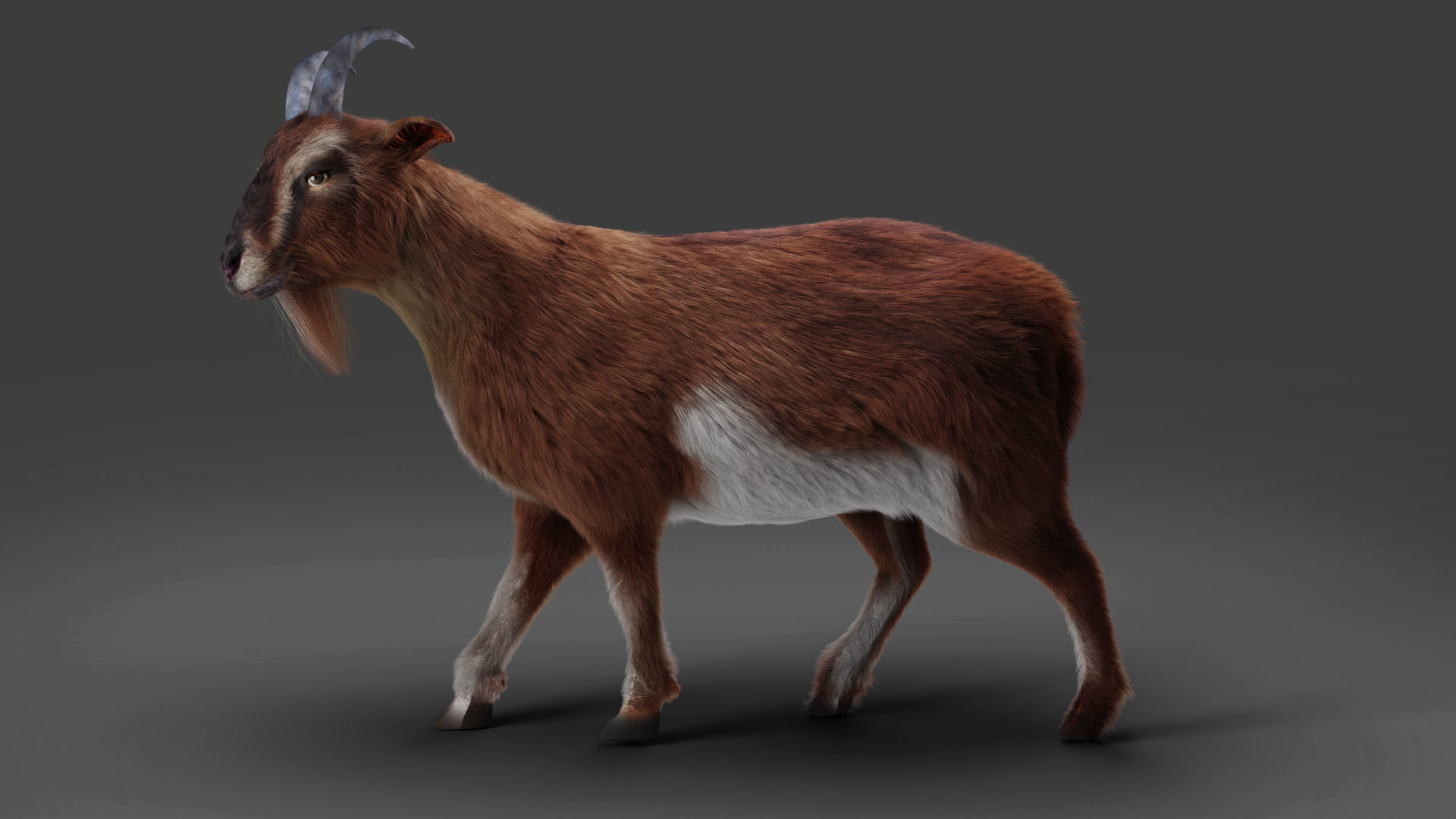 Fur Goat 04 Rigged and Animation Low-poly 3D model_6