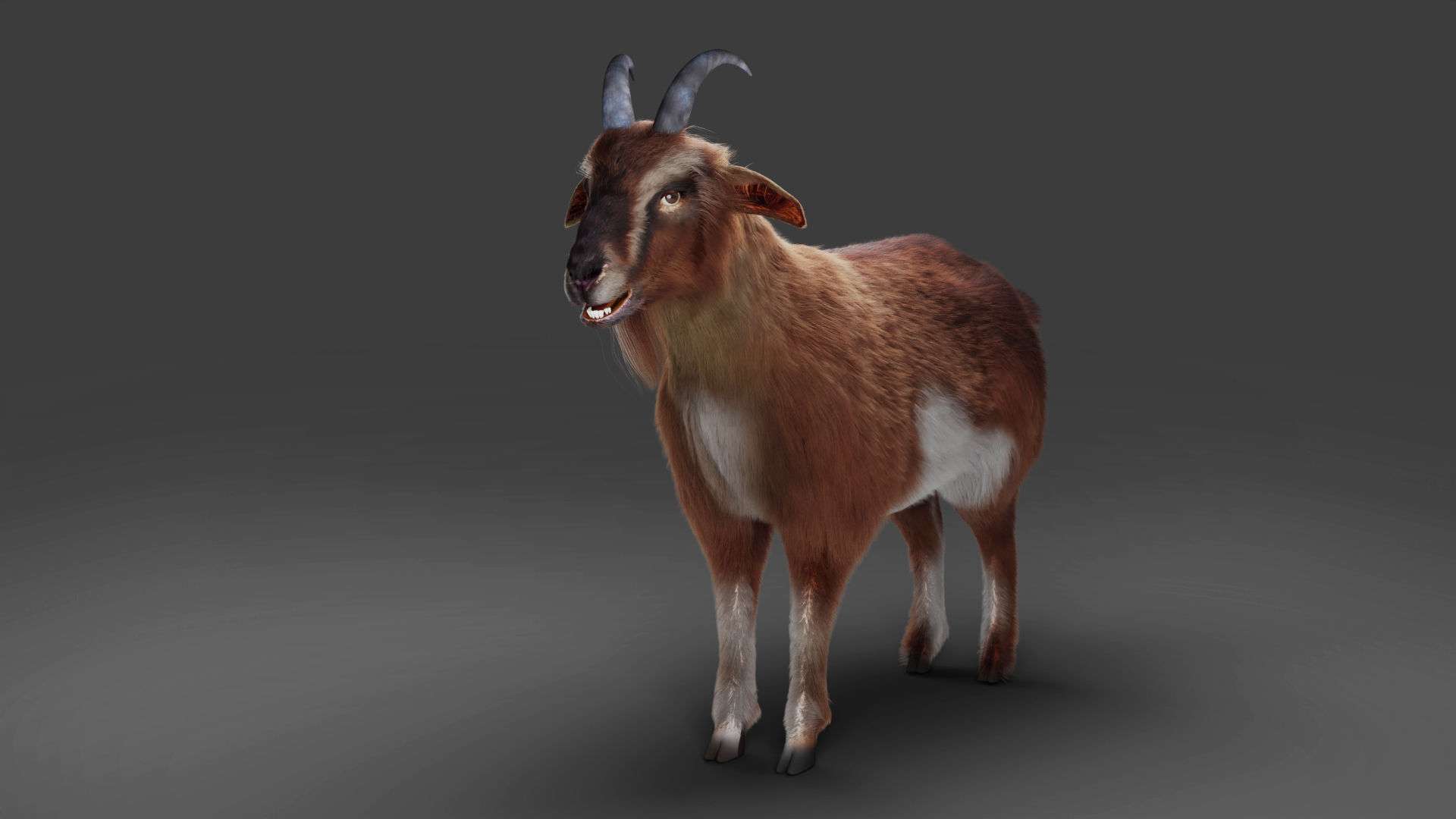 Fur Goat 04 Rigged and Animation Low-poly 3D model_11