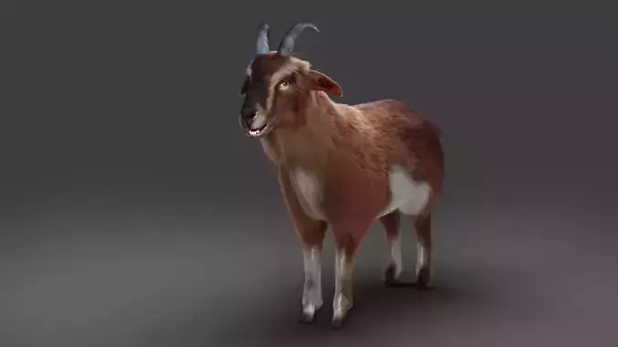 Fur Goat 04 NO Rigged in Blender  Low-poly 3D model