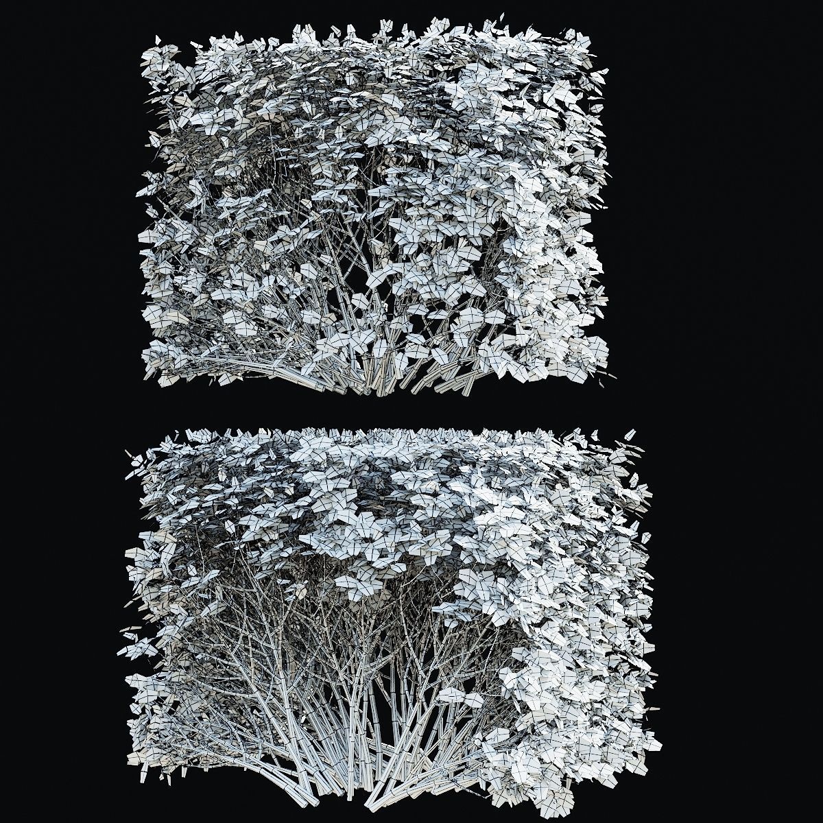Spiraea betulifolia autumn 3D model_5