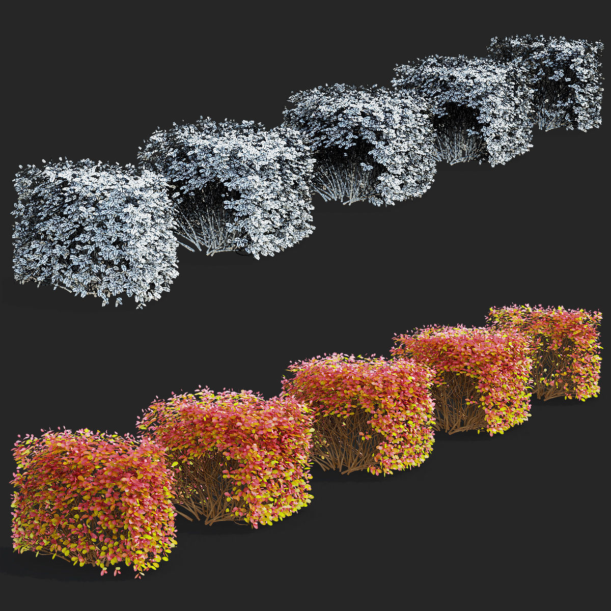 Spiraea betulifolia autumn 3D model_1