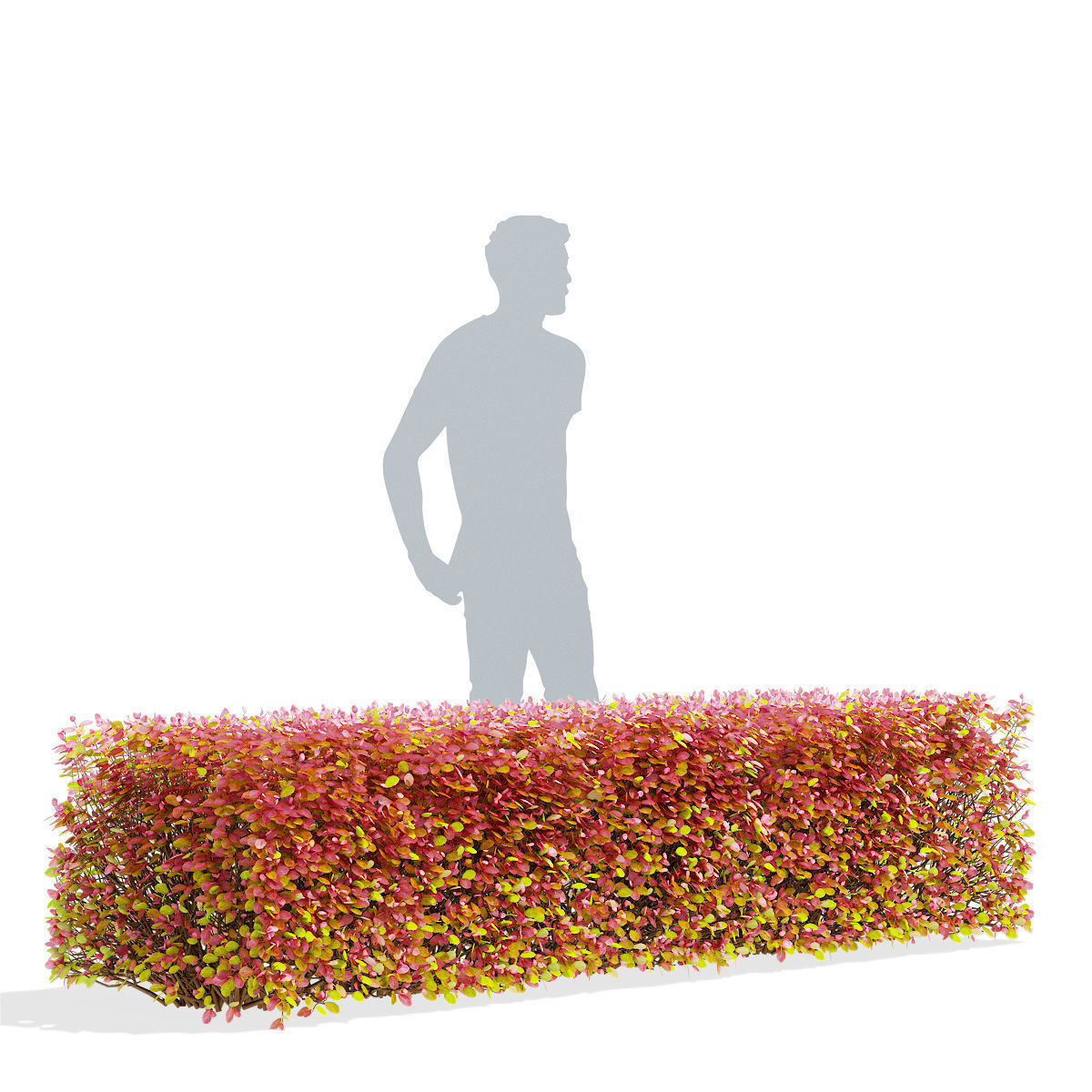 Spiraea betulifolia autumn 3D model_2