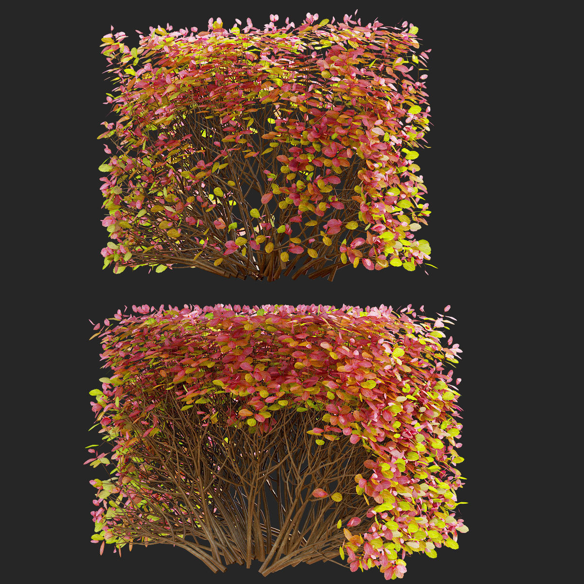 Spiraea betulifolia autumn 3D model_4