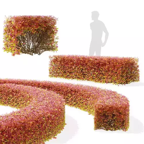 Spiraea betulifolia autumn 3D model
