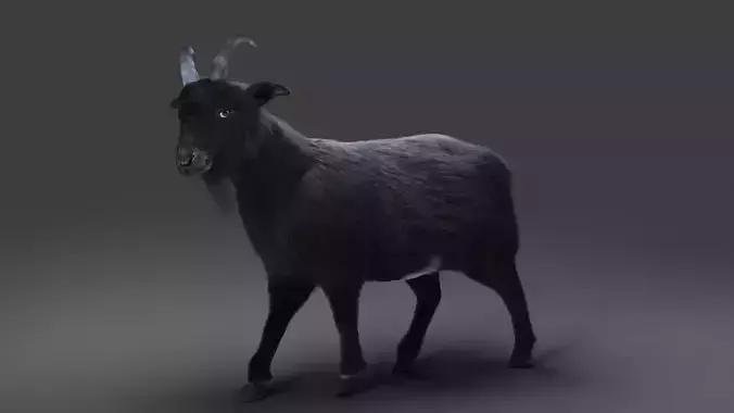 Fur Goat 05 Rigged and Animation Low-poly 3D model