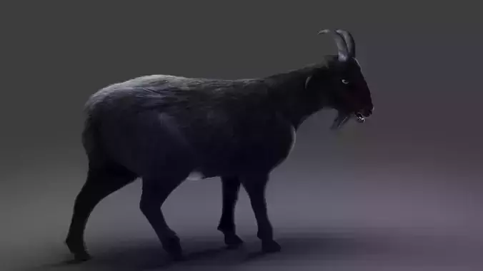 Fur Goat 05 Rigged in Blender Low-poly 3D model
