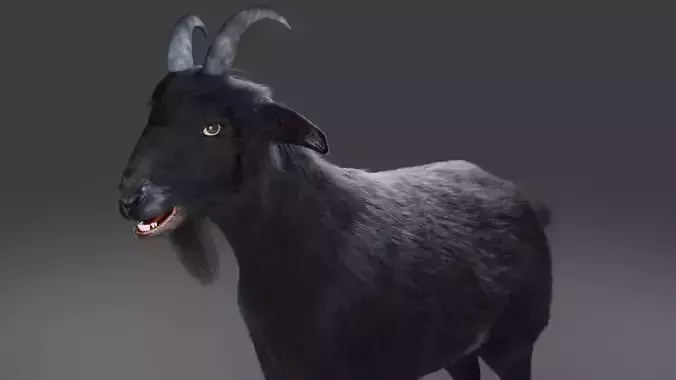 3D Fur Goat 05 NO Rigged in Blender Low-poly 3D model