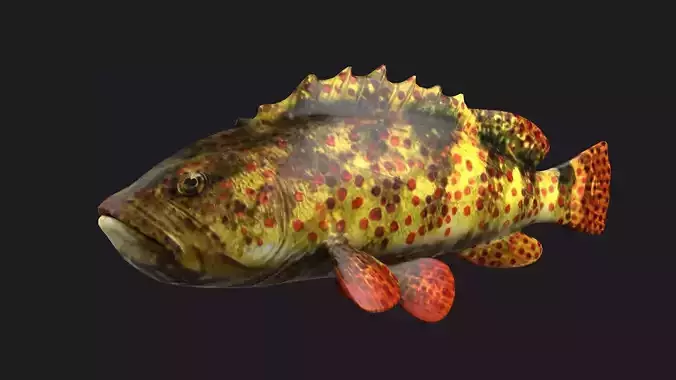 giant grouper fish low poly game fish bass coralgrouper