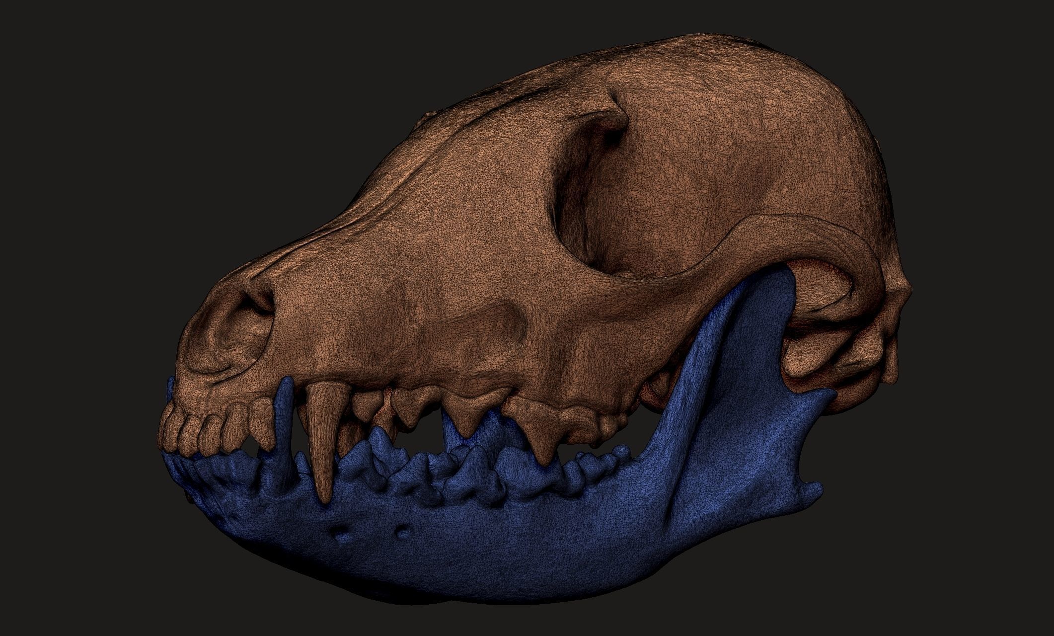 European Fox Skull - Vulpes vulpes - CNC 3D print model_5