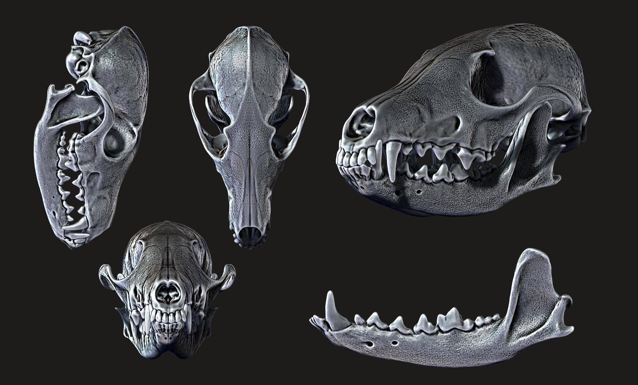 European Fox Skull - Vulpes vulpes - CNC 3D print model_7