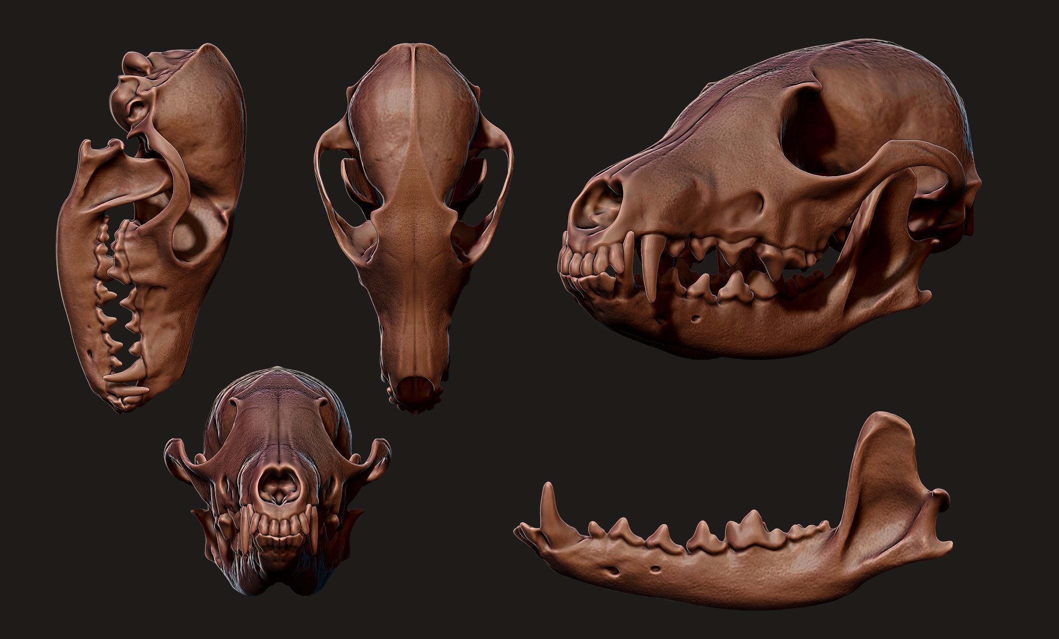 European Fox Skull - Vulpes vulpes - CNC 3D print model_10