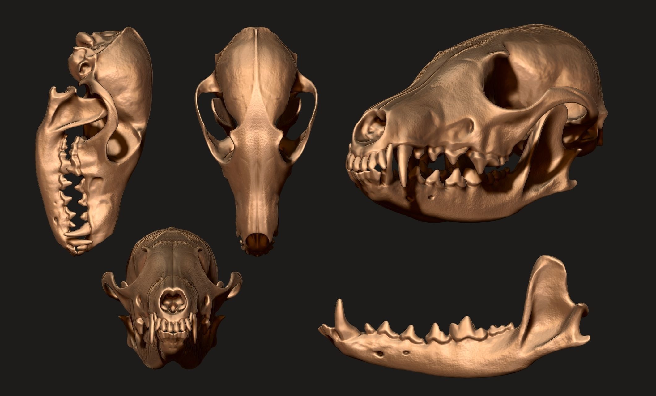 European Fox Skull - Vulpes vulpes - CNC 3D print model_14
