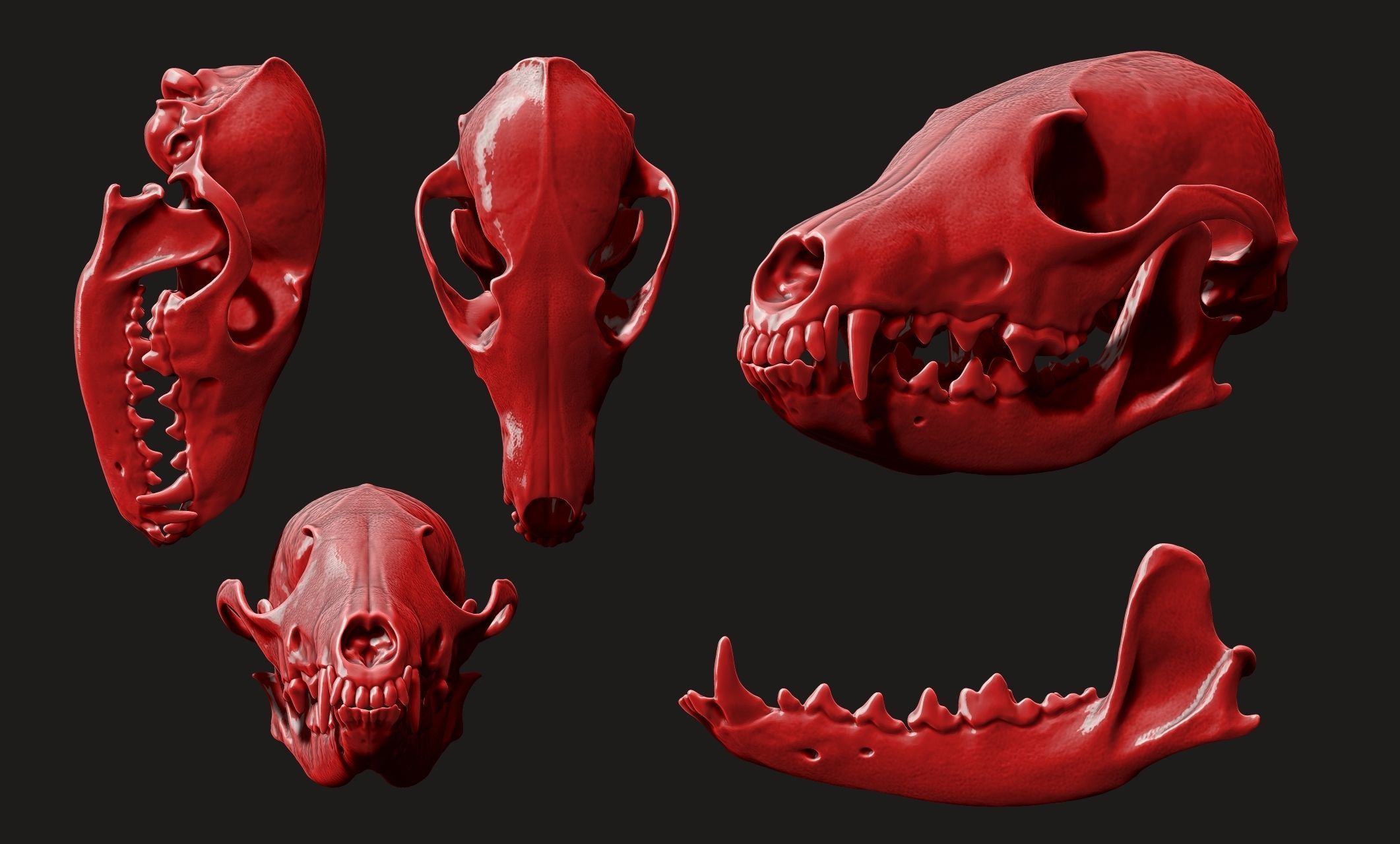 European Fox Skull - Vulpes vulpes - CNC 3D print model_4