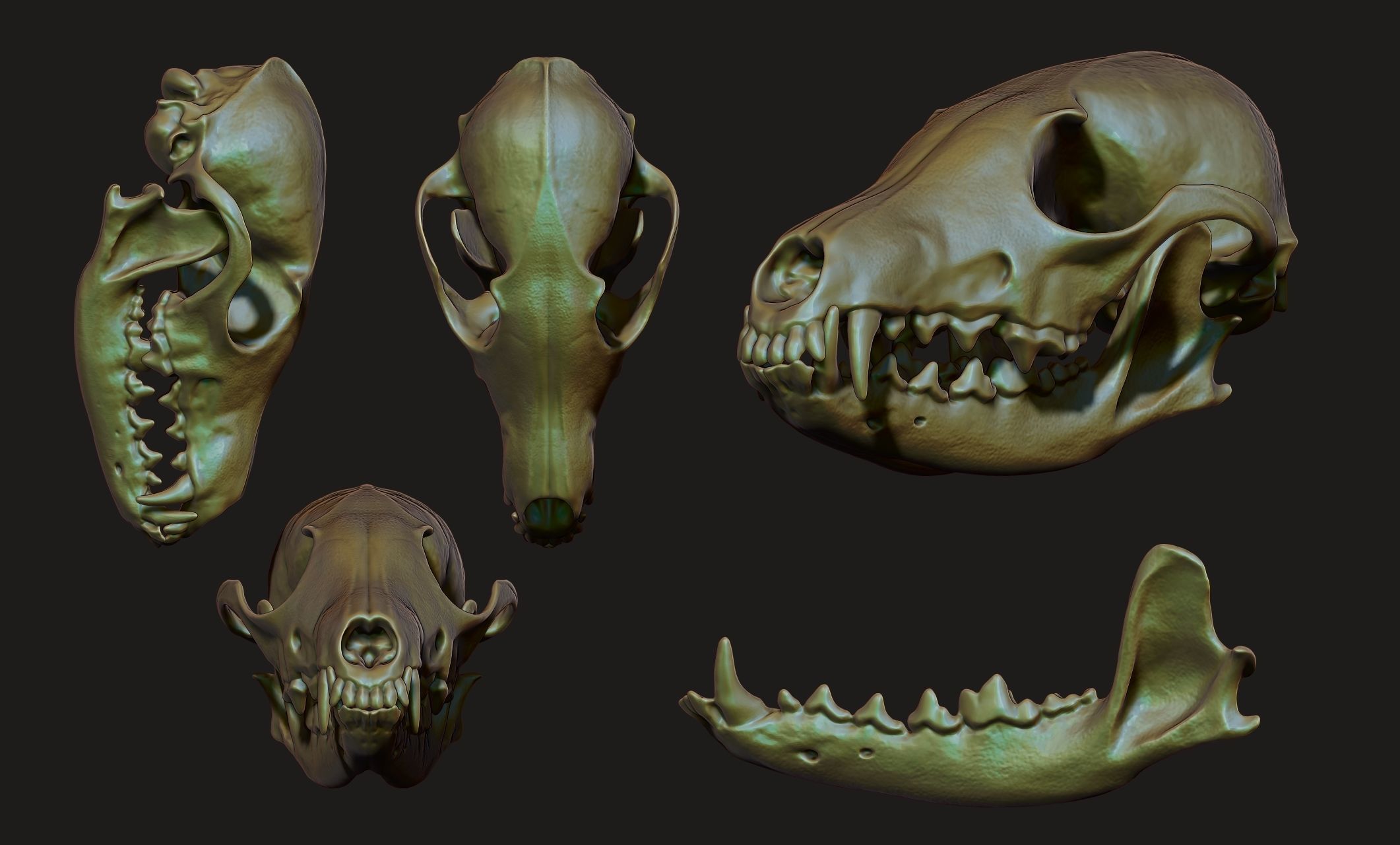 European Fox Skull - Vulpes vulpes - CNC 3D print model_16