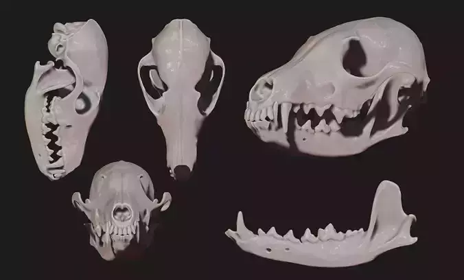 European Fox Skull - Vulpes vulpes - CNC 3D print model