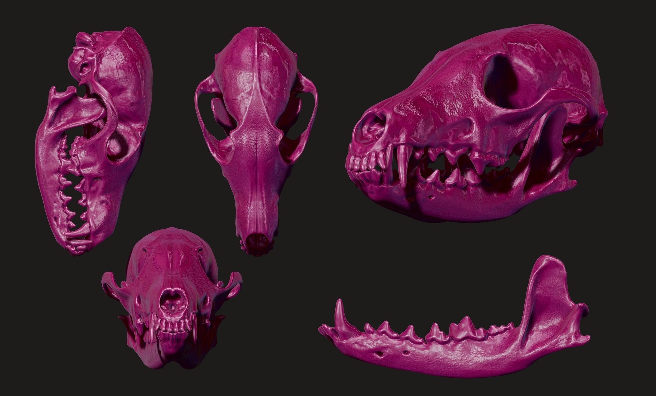 European Fox Skull - Vulpes vulpes - CNC 3D print model_8