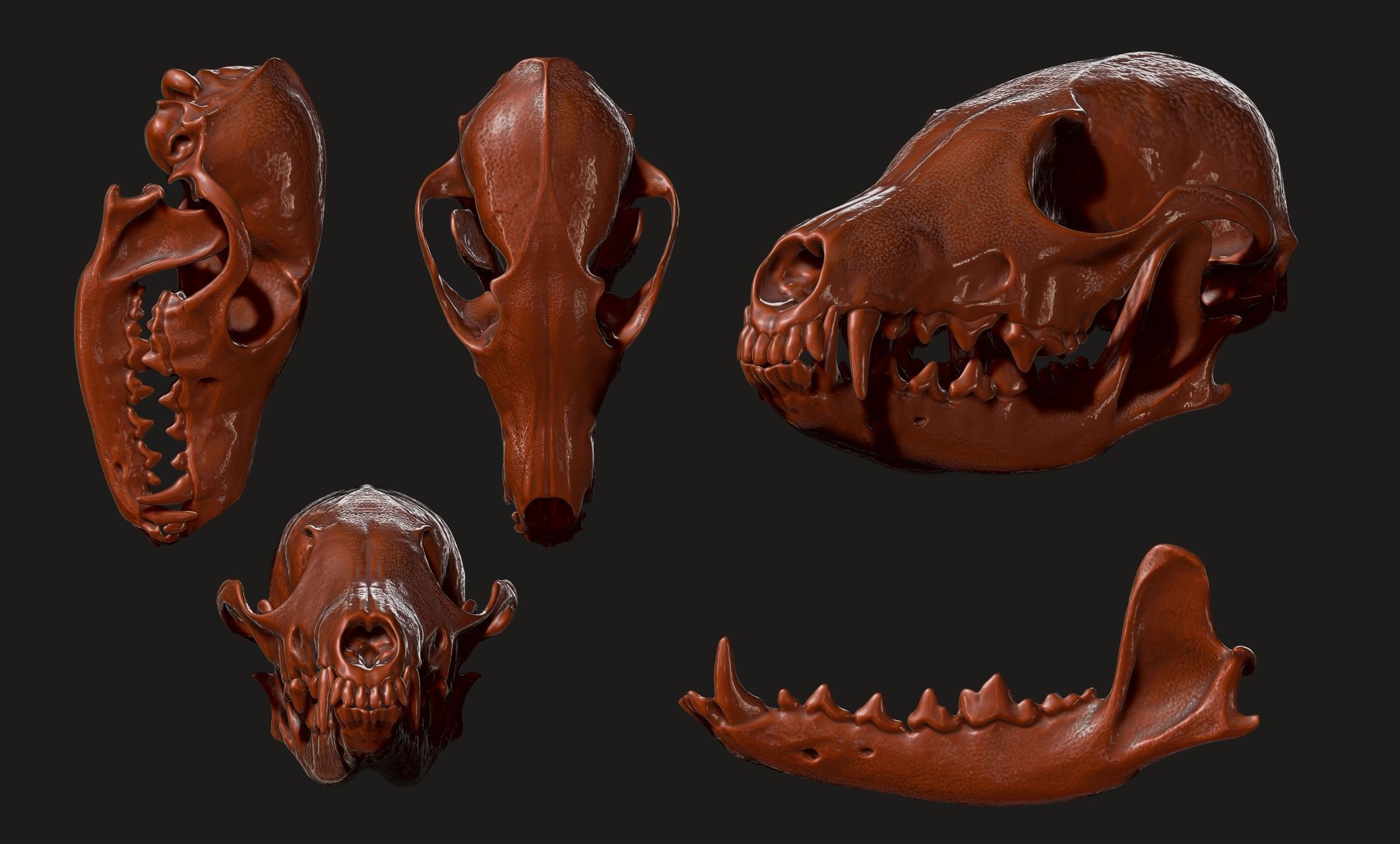 European Fox Skull - Vulpes vulpes - CNC 3D print model_12