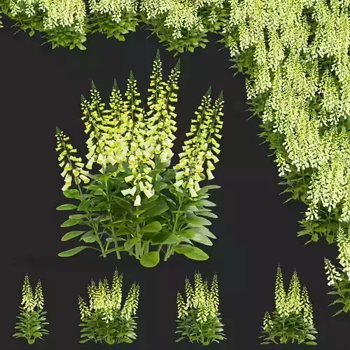 Digitalis purpurea lemoncello