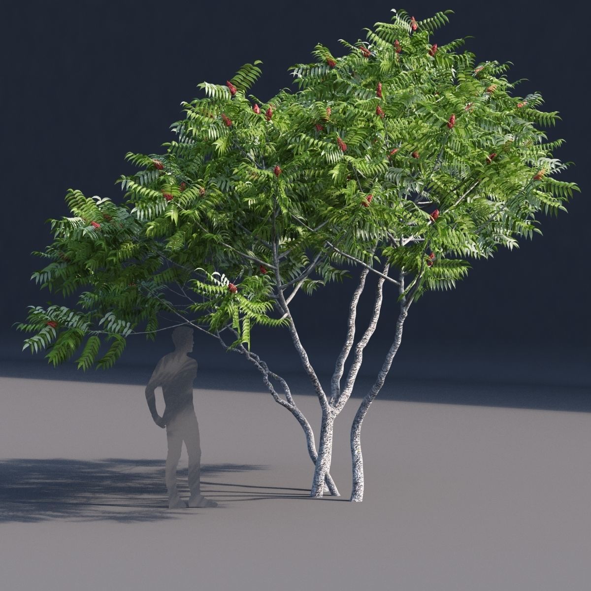 Rhus typhina 2 seasons 3D model_6
