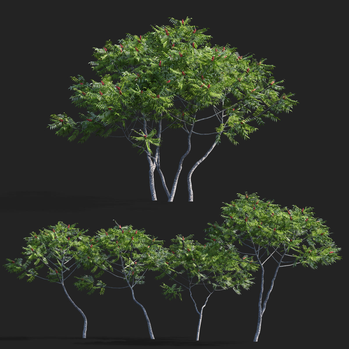Rhus typhina 2 seasons 3D model_2