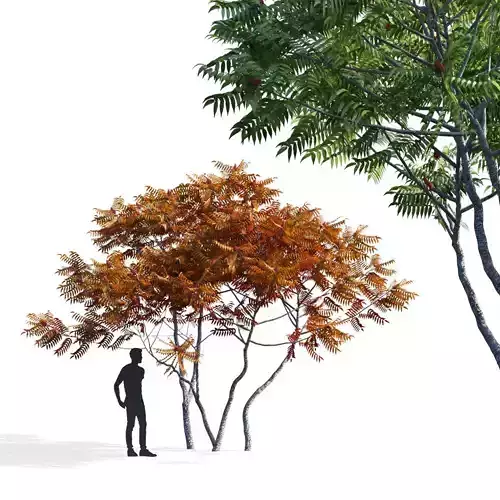  Rhus typhina 2 seasons 3D model