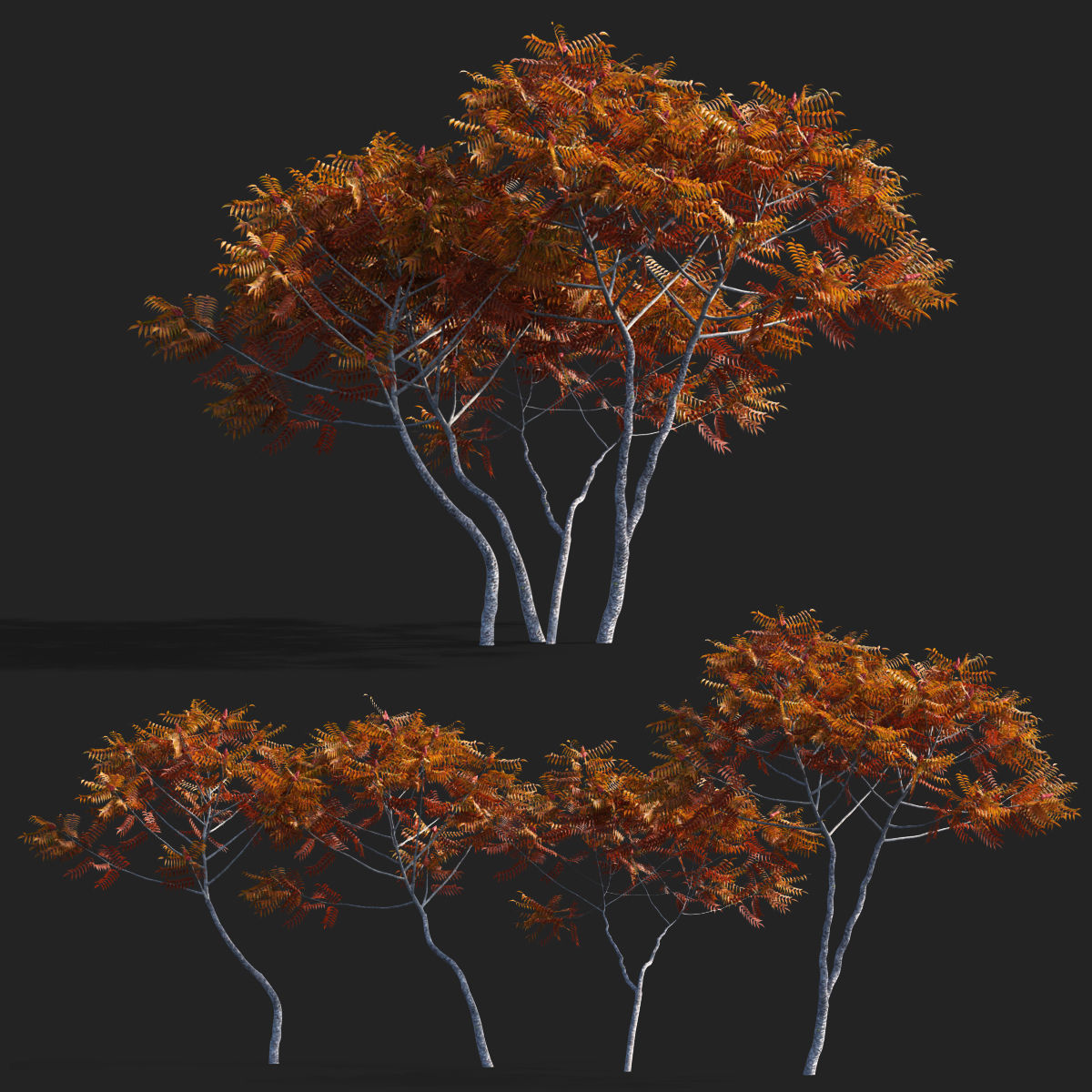 Rhus typhina 2 seasons 3D model_1