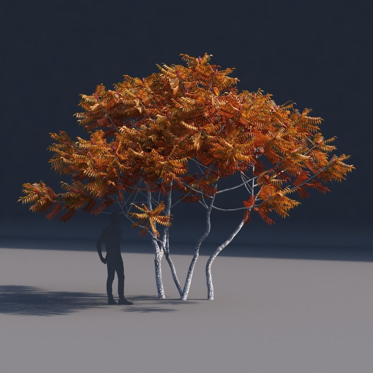 Rhus typhina 2 seasons 3D model_8