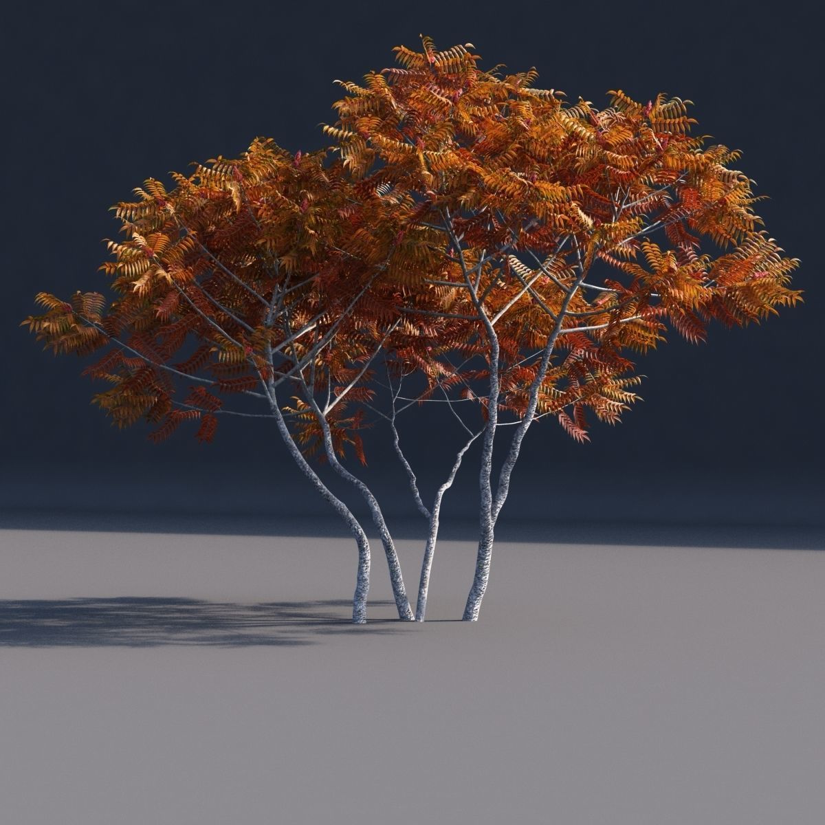 Rhus typhina 2 seasons 3D model_9