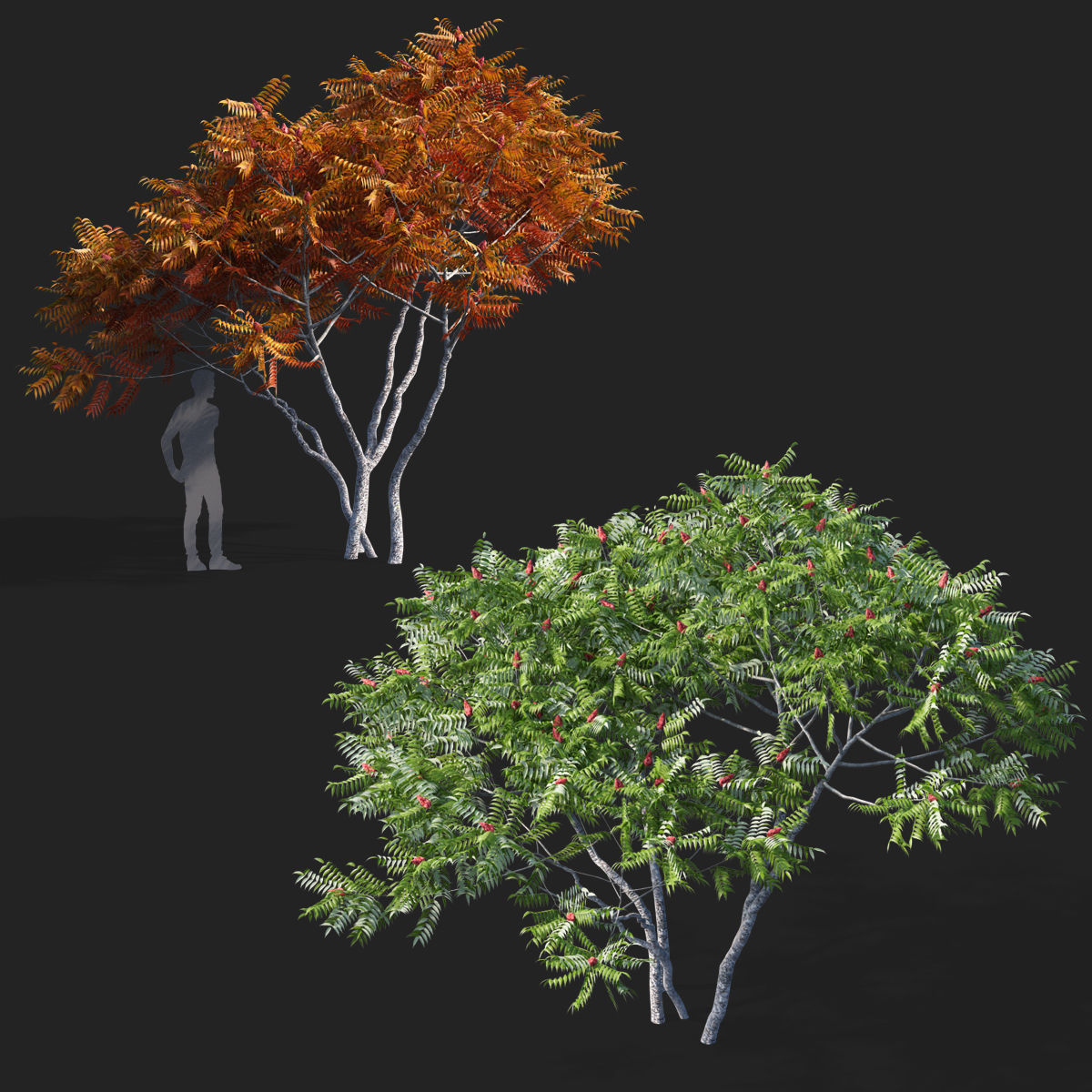 Rhus typhina 2 seasons 3D model_3