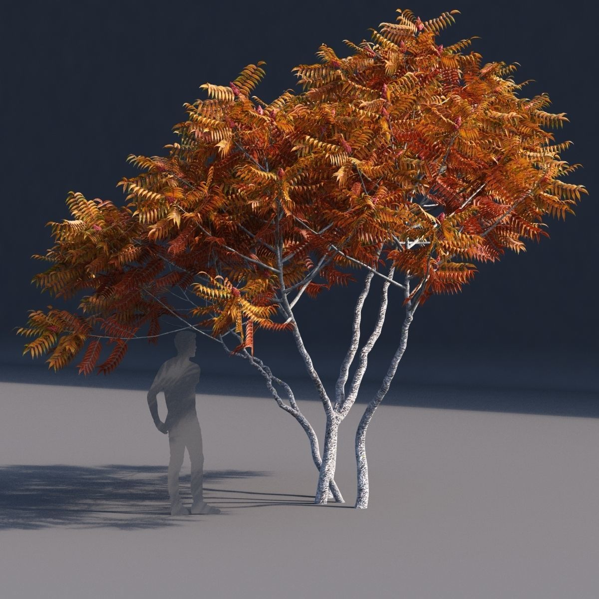 Rhus typhina 2 seasons 3D model_5