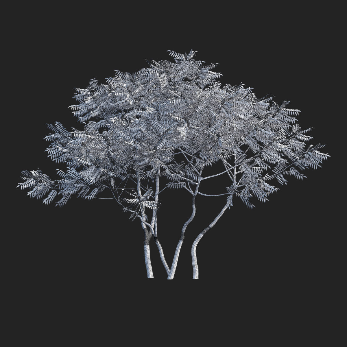 Rhus typhina 2 seasons 3D model_4