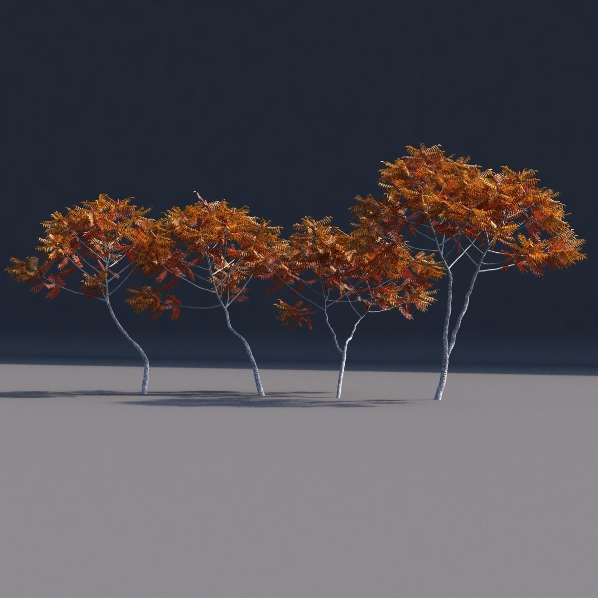 Rhus typhina 2 seasons 3D model_10