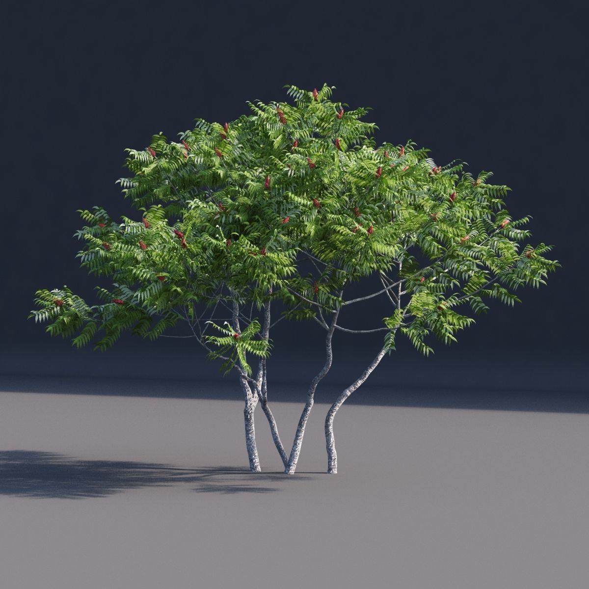 Rhus typhina 2 seasons 3D model_7